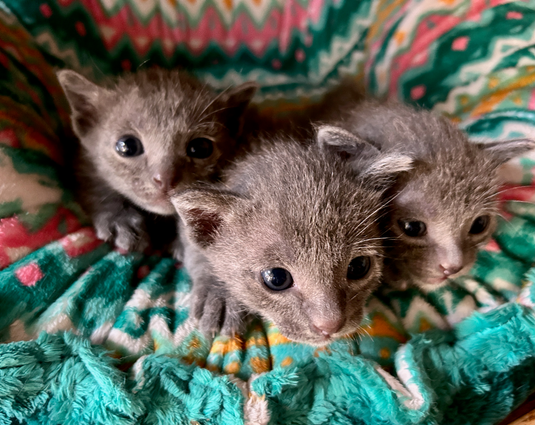 Popee's 1st litter at 3 weeks old